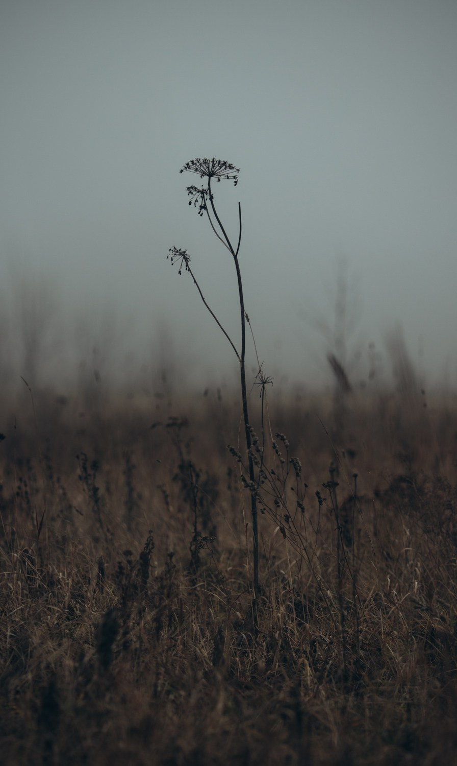 Природные пейзажи. Наталия Клевинскас портретный фотограф в Костроме