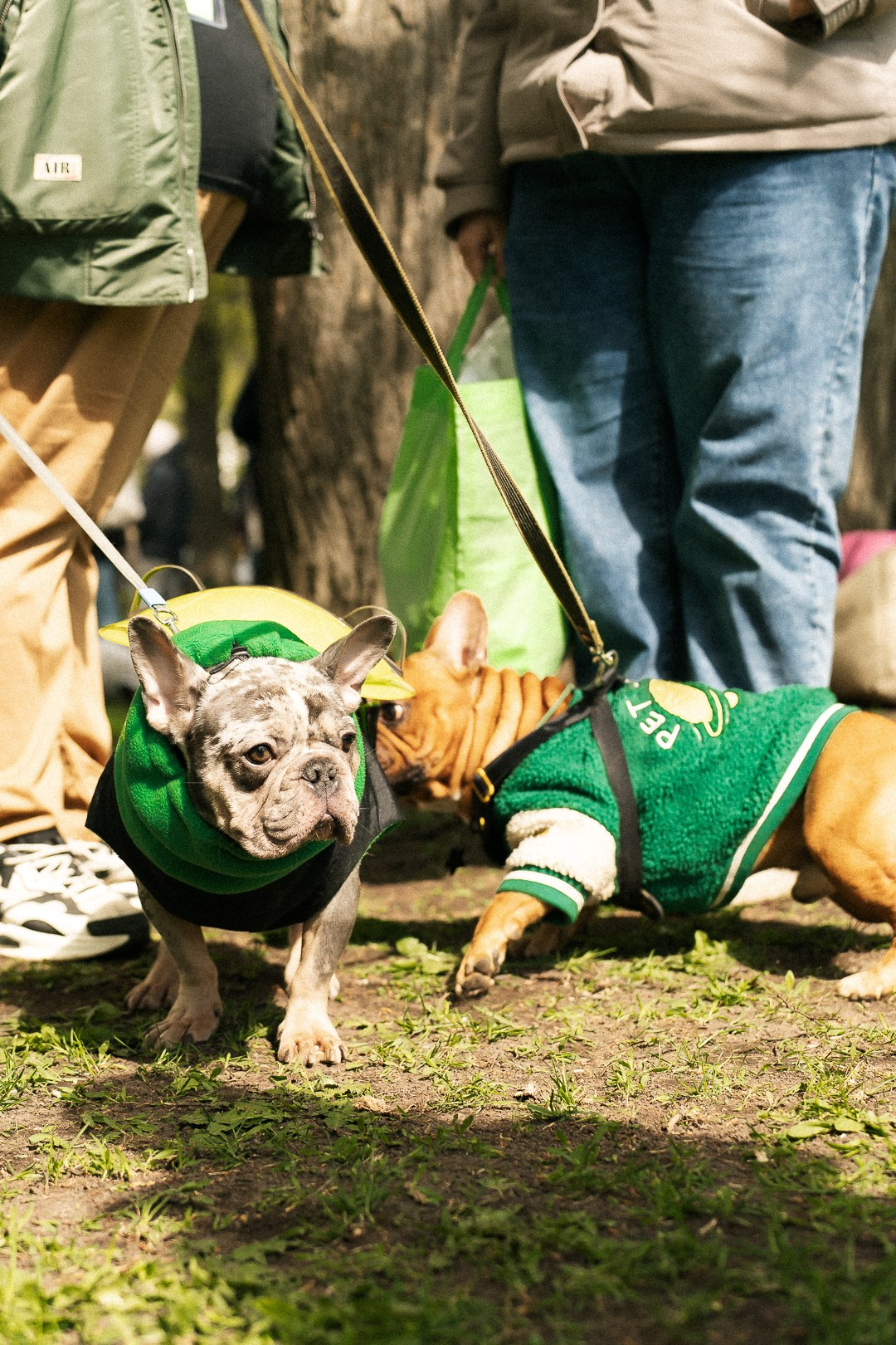Парад Бульдогов. Axenov_eugene