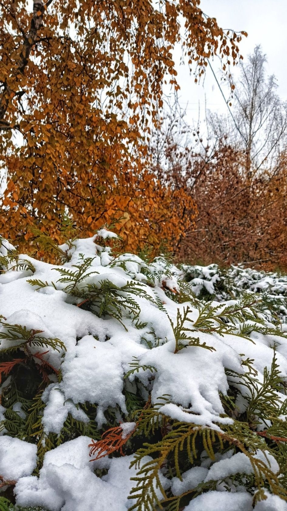 Снег, мобильное фото, осень, октябрь, фото на телефон
