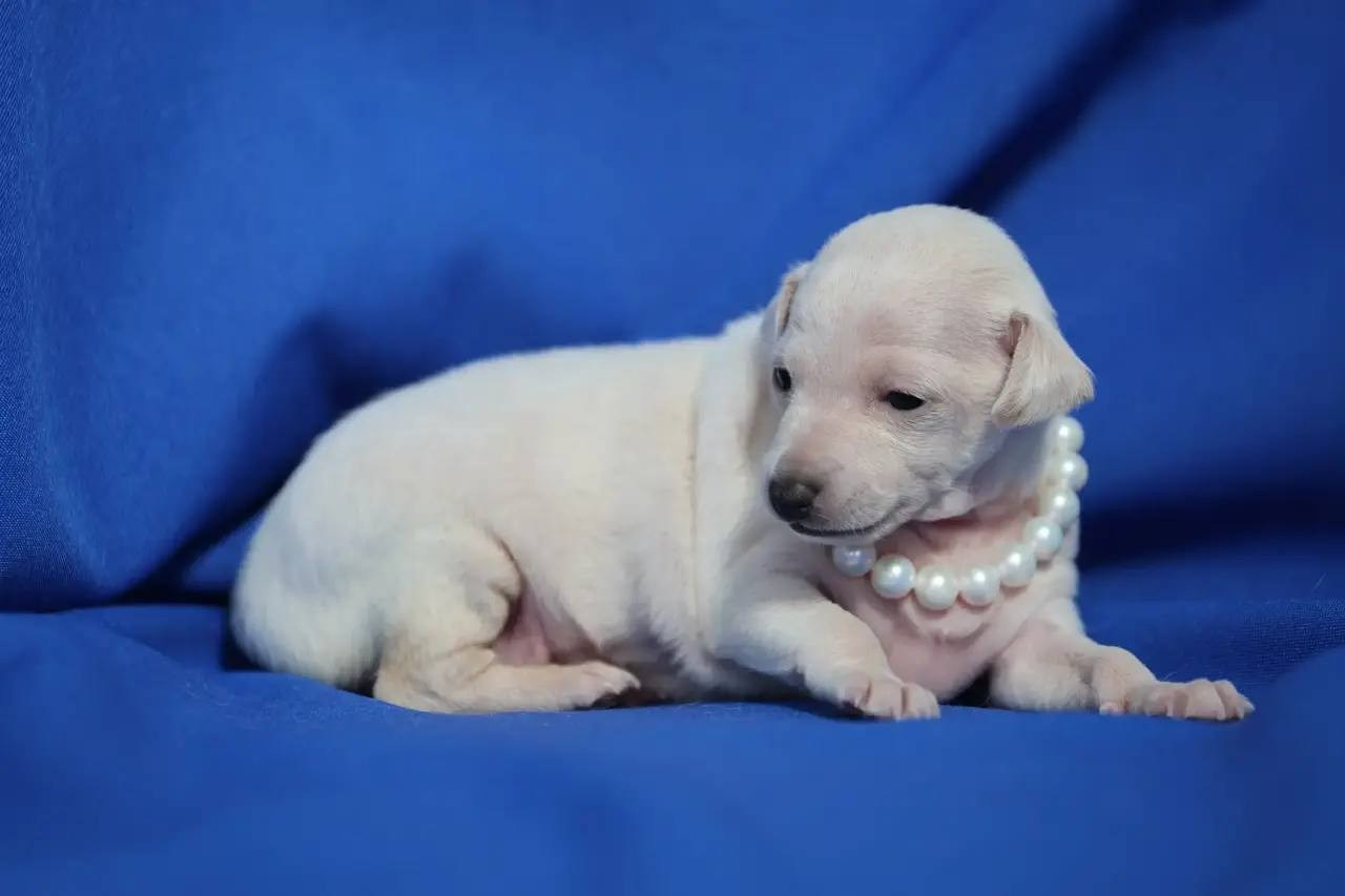 Белоснежные. Профессиональный питомник левреток РКФ/FCI ASTI SAPPHIRE 💎 Сочи|Санкт-Петербург