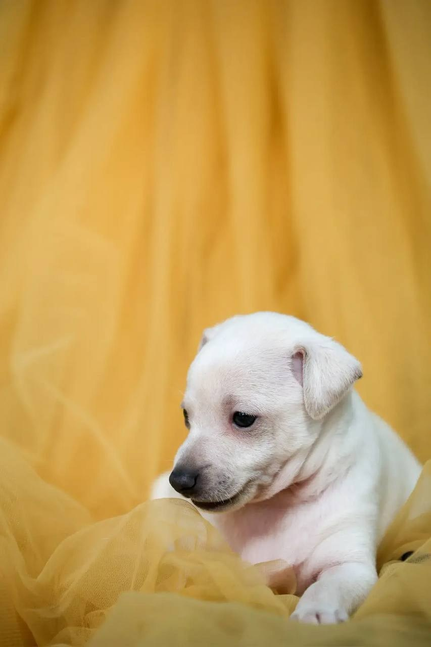 Белоснежные. Профессиональный питомник левреток РКФ/FCI ASTI SAPPHIRE 💎 Сочи|Санкт-Петербург