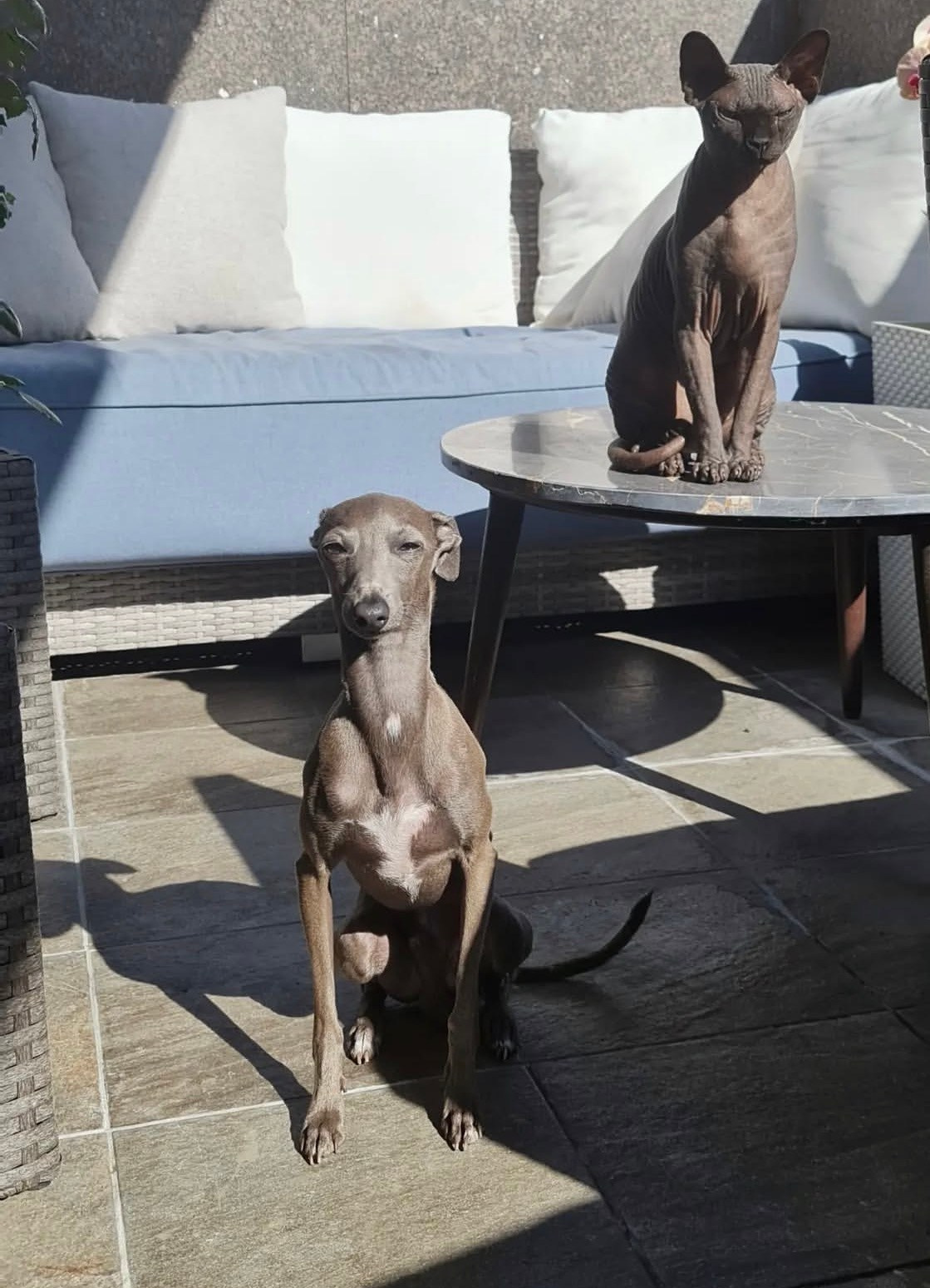 Левретки и кошки. Профессиональный питомник левреток РКФ/FCI ASTI SAPPHIRE 💎 Сочи|Санкт-Петербург