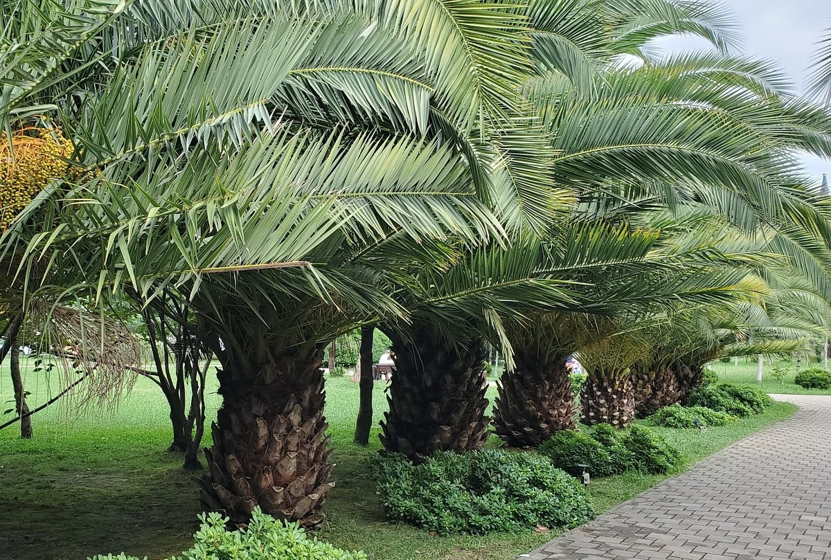 КРАСИВЫЕ МЕСТА В СОЧИ. Свадебный и семейный фотограф/видеограф в Краснодаре Наталья Осинская