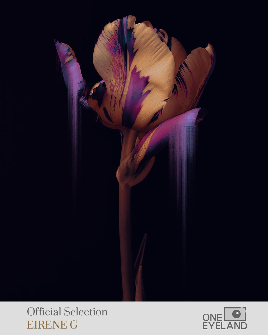 ONEEYELAND GALLERY. Eirene G |  Photoartist | Flowers from my garden