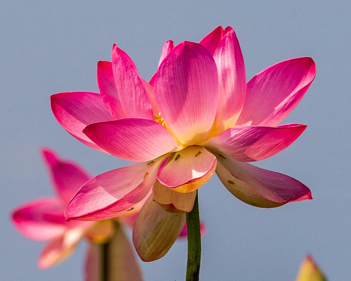 ЛОТОСЫ. Фотограф Владимир Роля