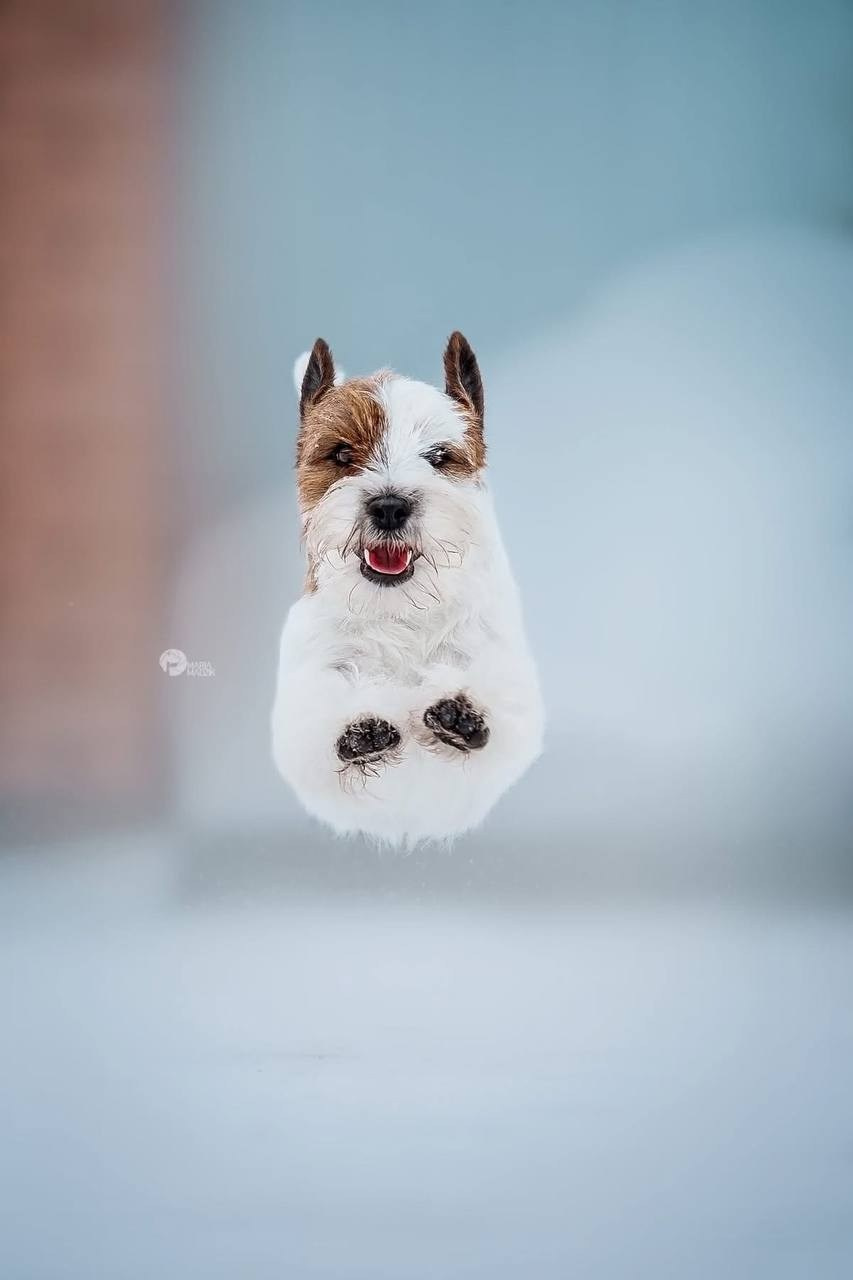 Lovely-Orange Grand Muffin. Lovely-Orange питомник джек рассел терьеров