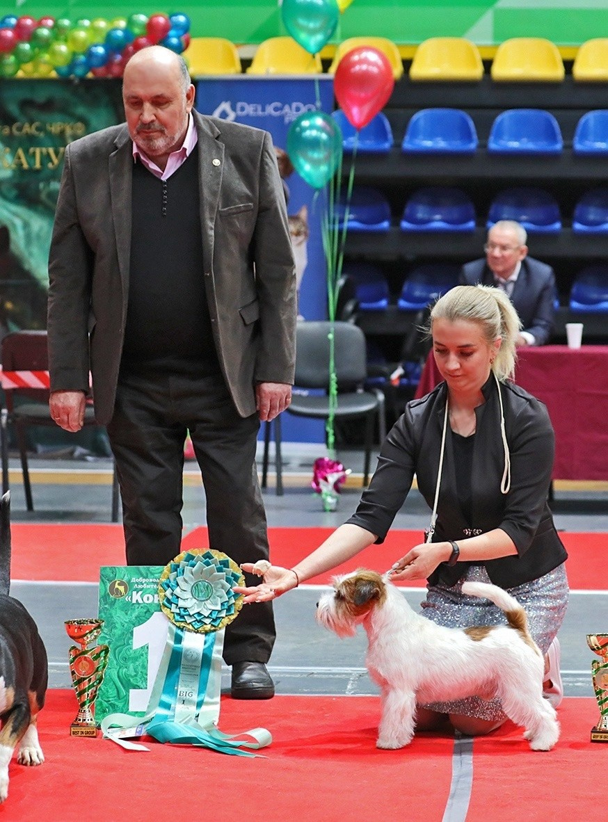 Lovely-Orange Kaizer. Lovely-Orange питомник джек рассел терьеров