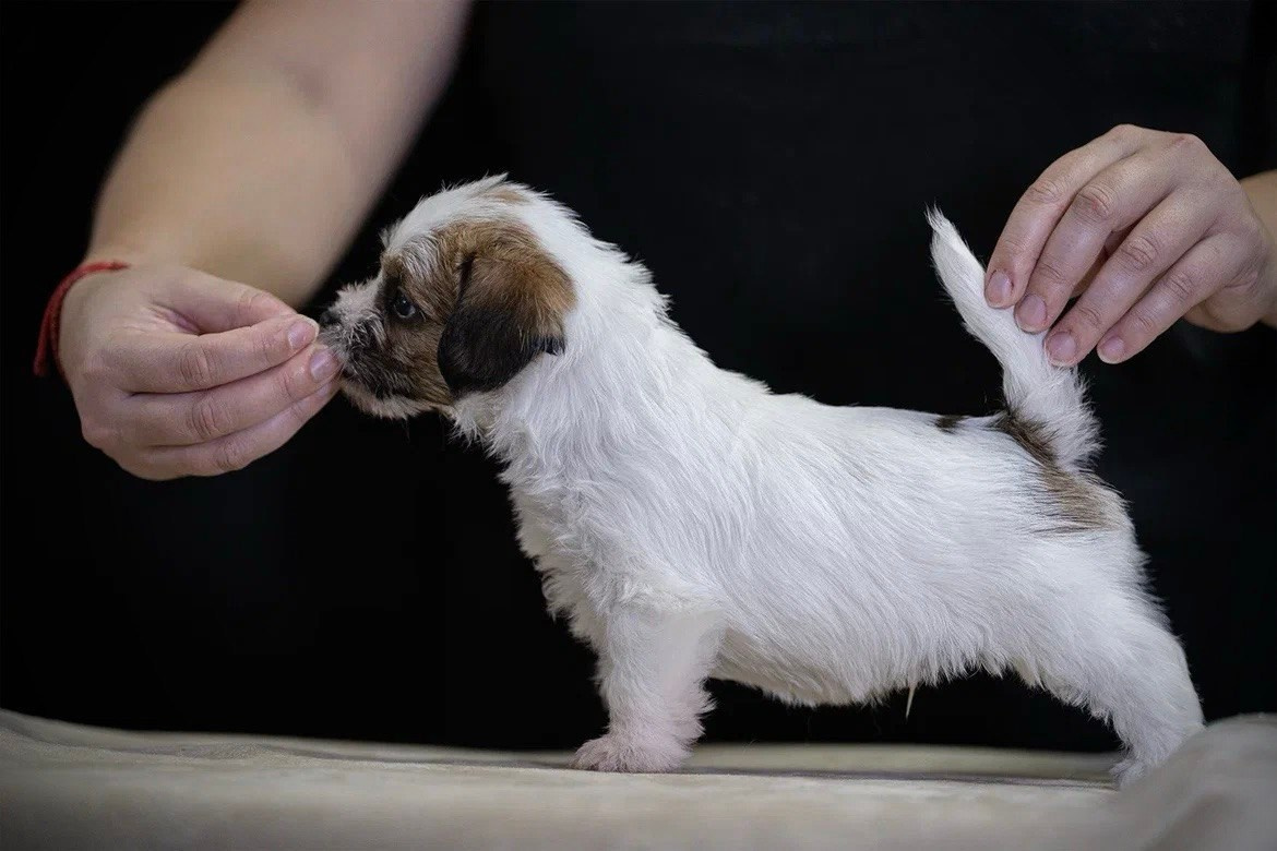 Кобель 2. Lovely-Orange питомник джек рассел терьеров