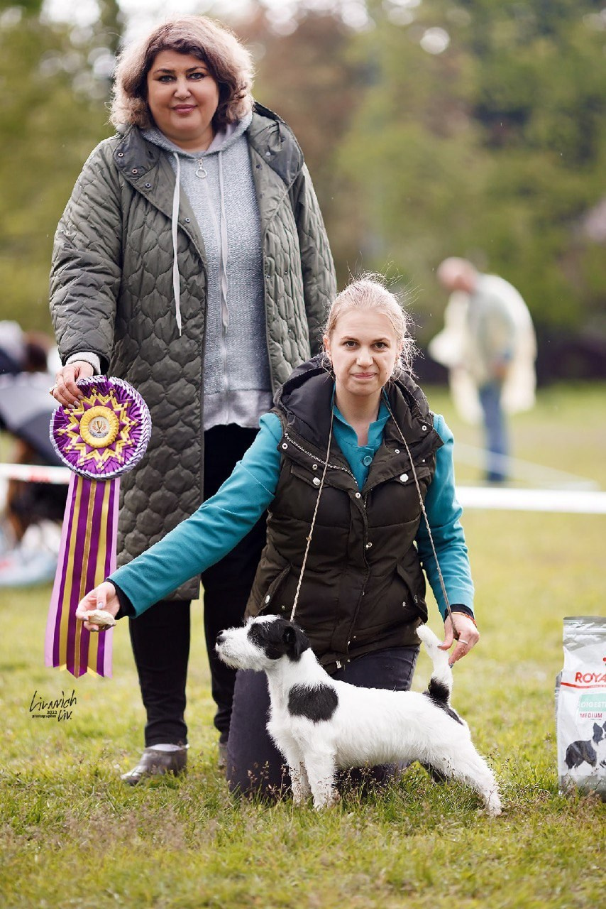 LOVELY-ORANGE POKER. Lovely-Orange питомник джек рассел терьеров