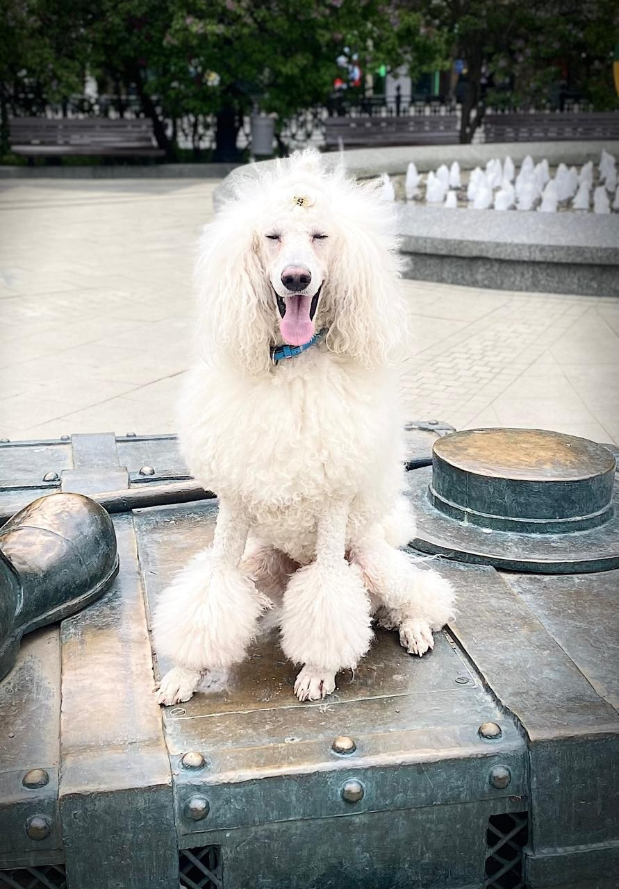 Актерское агентство Art-faces