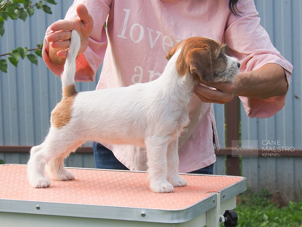CANE MAESTRO SAYONARA. CANE MAESTRO — kennel Jack Russell Terrier