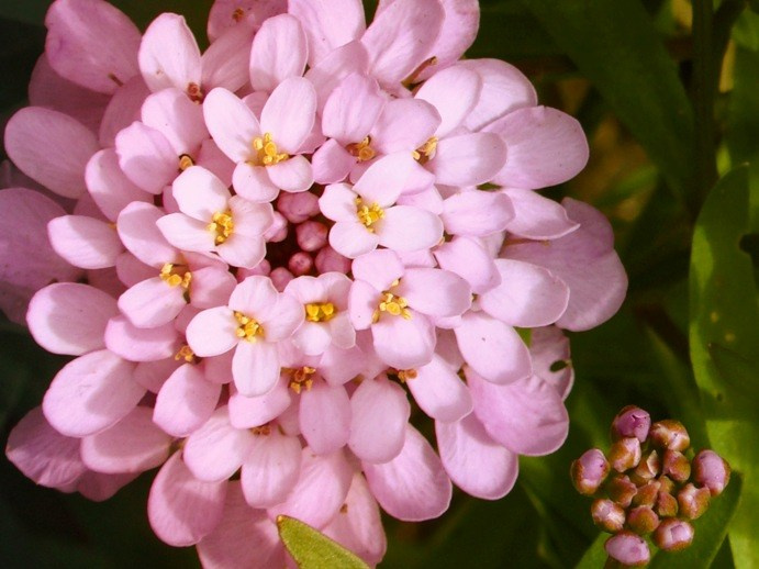 Самые первые мои фотографии. Елена Берсенева, фотограф