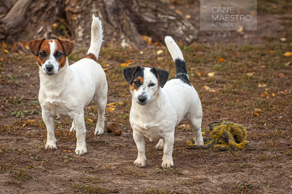Гладкошерстная. Триколор. Джек рассел терьер. КАНЕ МАЭСТРО ОЛИВА. КАНЕ МАЭСТРО — питомник Джек рассел терьеров