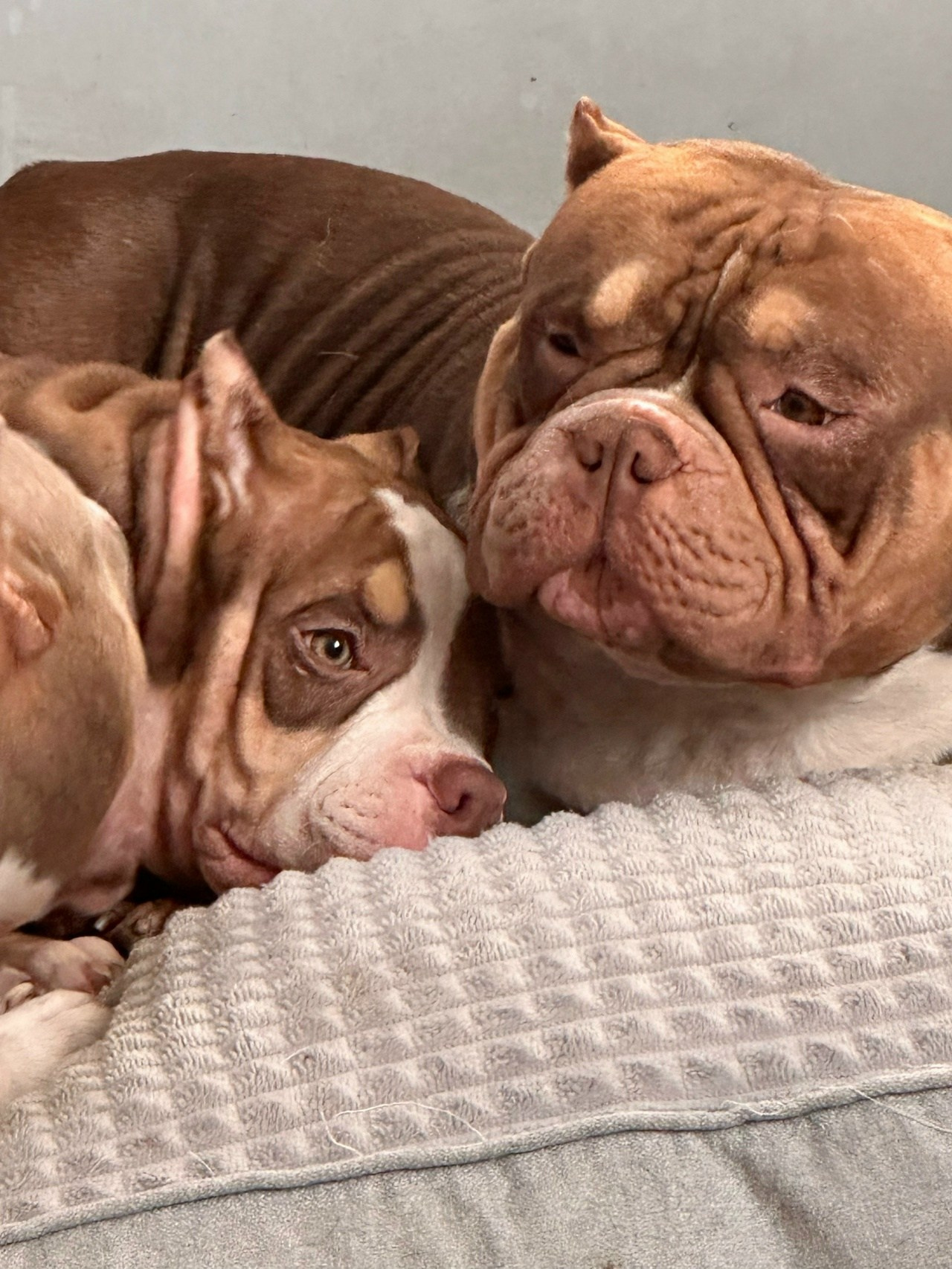 Свободные щенки Американский Булли в Иркутске. Питомник собак Иркутск