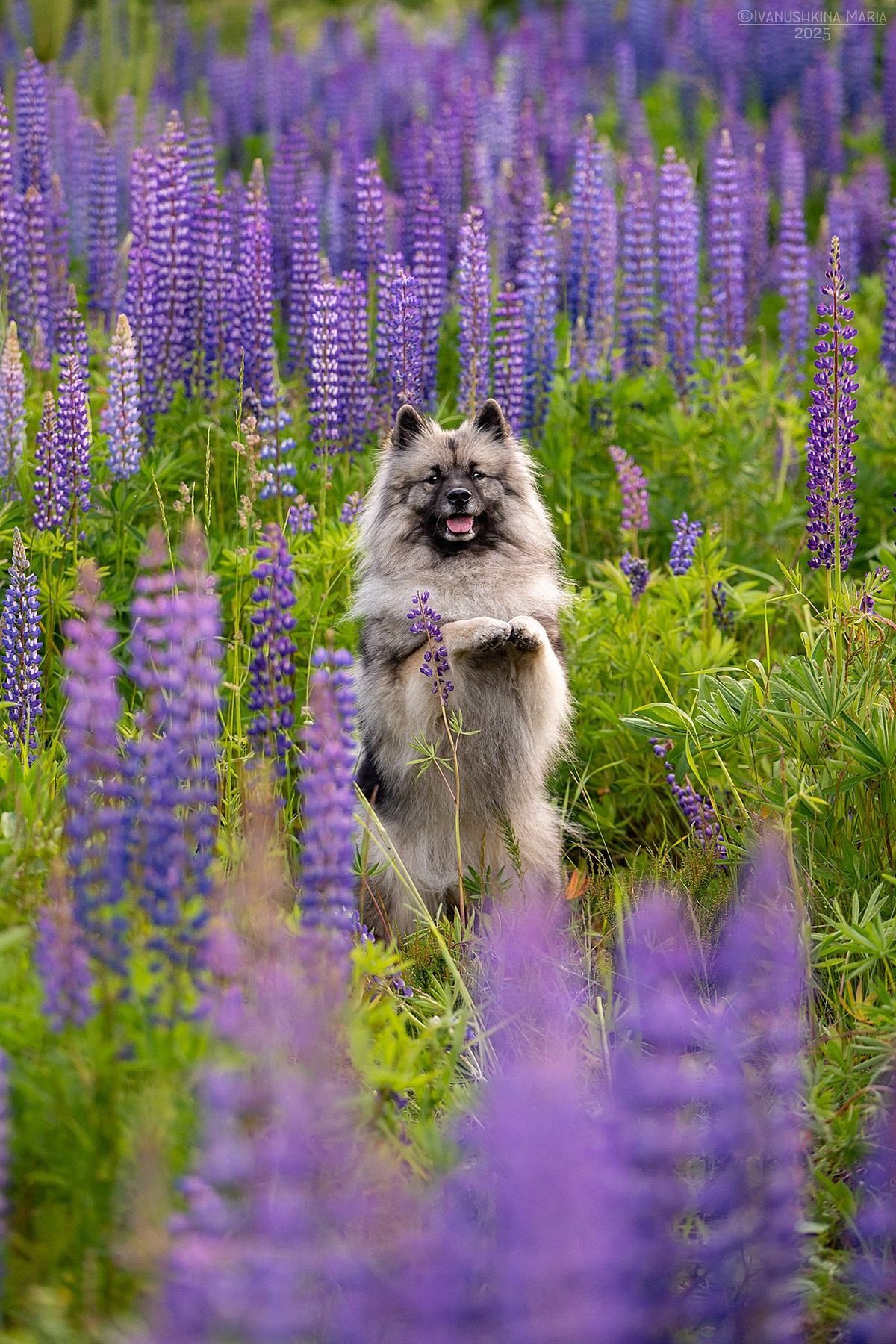 Фотограф-анималист. Фотограф собак в Москве и Московской области Иванушкина Мария