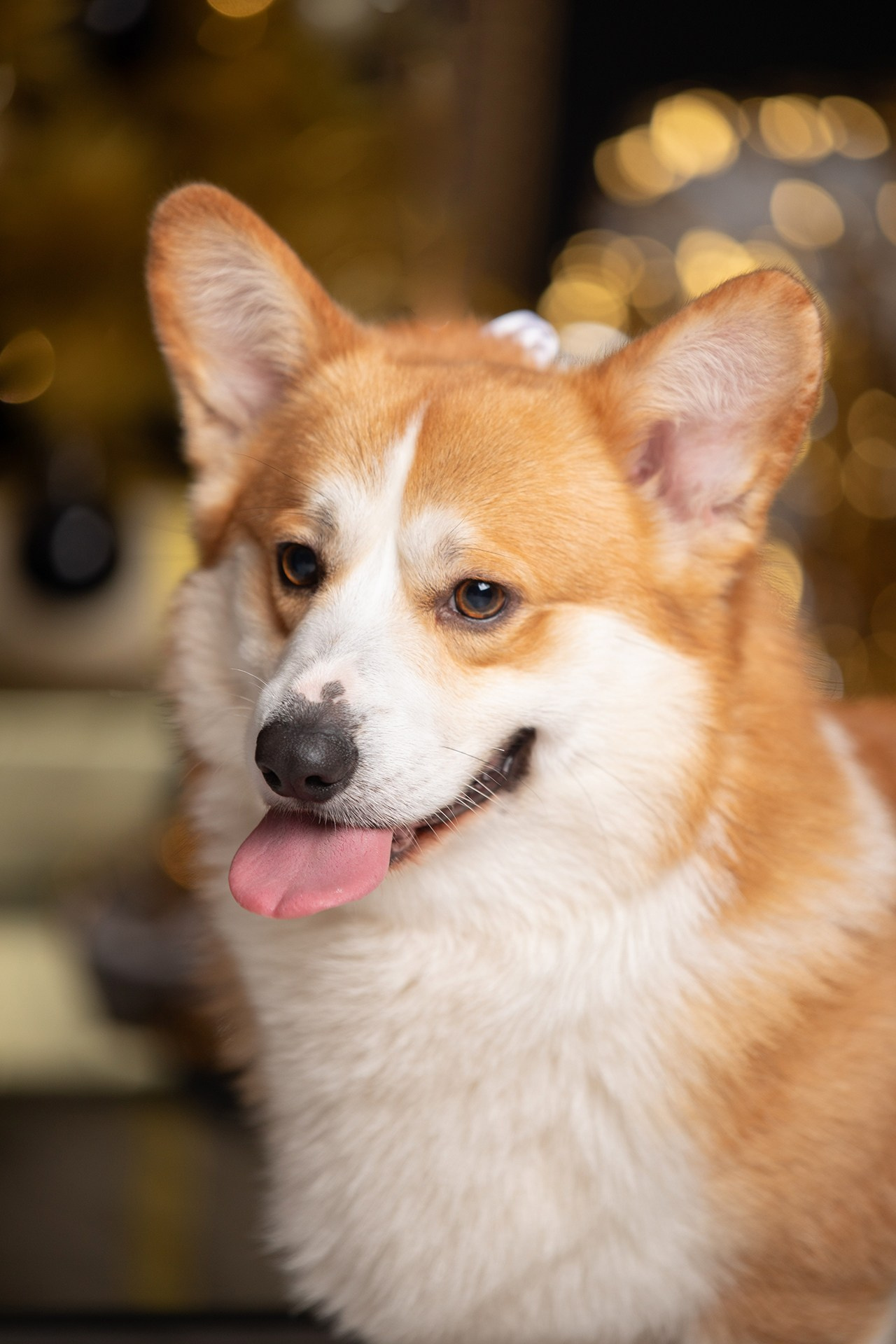 ФОТОСТУДИЯ. Фотограф — анималист в Туле Юлия Лето