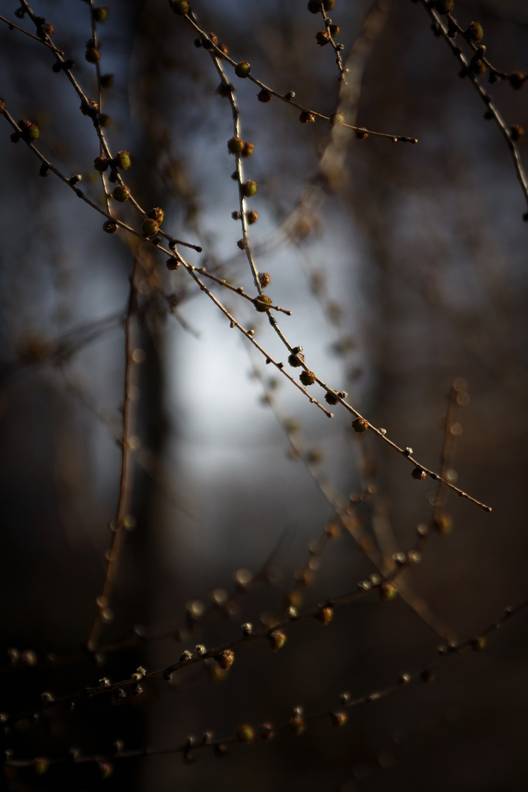 Весна. Катя Цвет