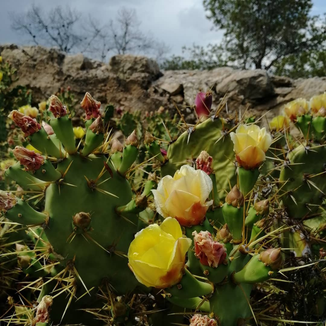 Anka`s Instagram. Заставка