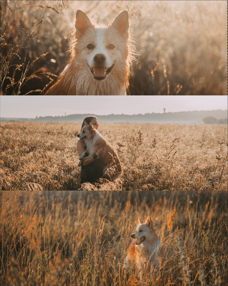 Рина и Марси. Фотограф анималист в Москве и Санкт-Петербурге Свиридова Анна