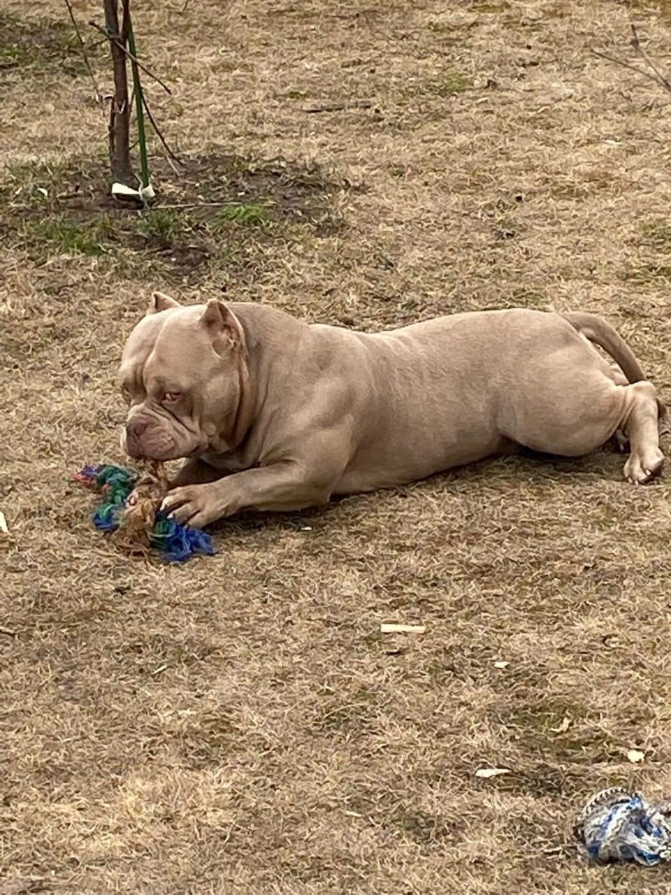 Познакомьтесь с Американским Булли в Иркутске. Питомник собак Иркутск