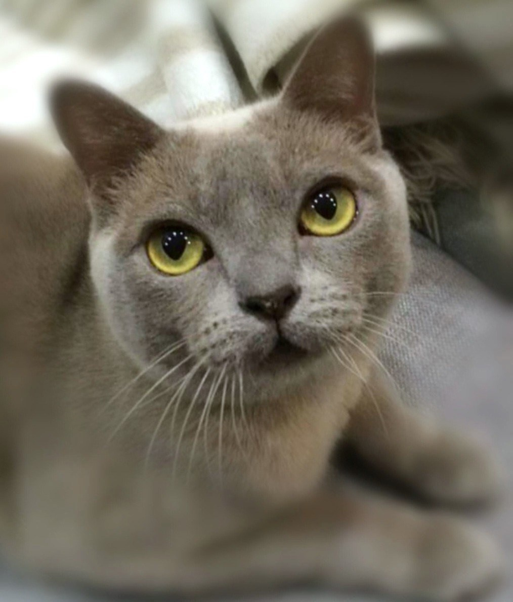 Котёнок американской бурмы. Las Burmas — питомник американской бурмы традиционных линий