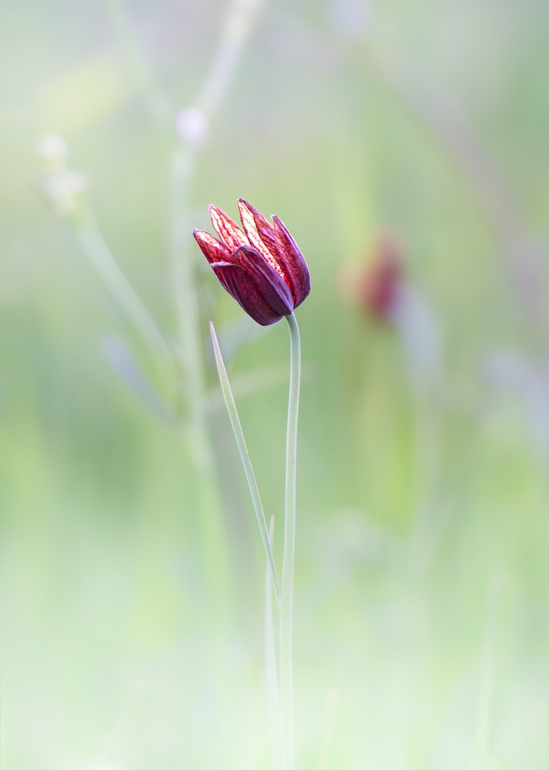 В мире цветов. Пейзажный фотограф Руслан Лукманов