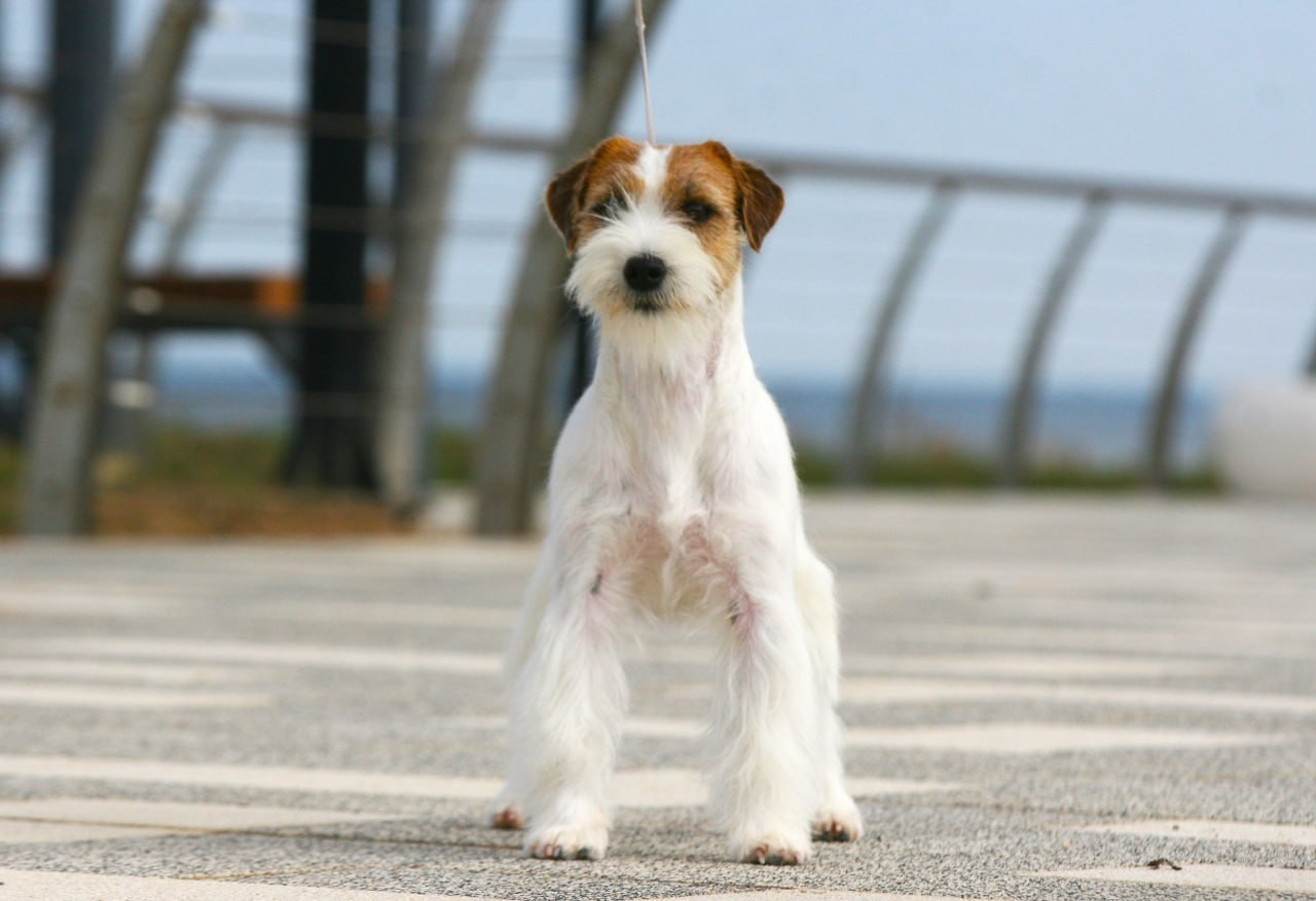 Lovely-Orange Escada. Lovely Orange kennel Jack Russell Terrier FCI/RKF