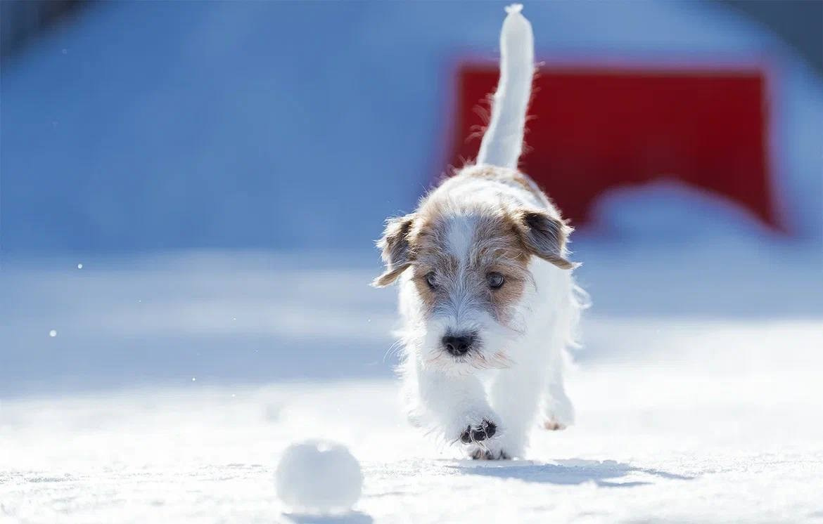 Сука 1. Lovely Orange kennel Jack Russell Terrier FCI/RKF