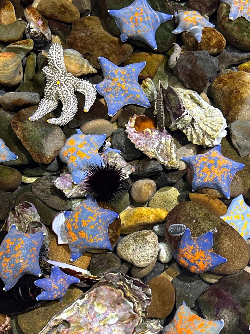 Владивосток 1 | 18-21.09.2025. Галерея Фантим