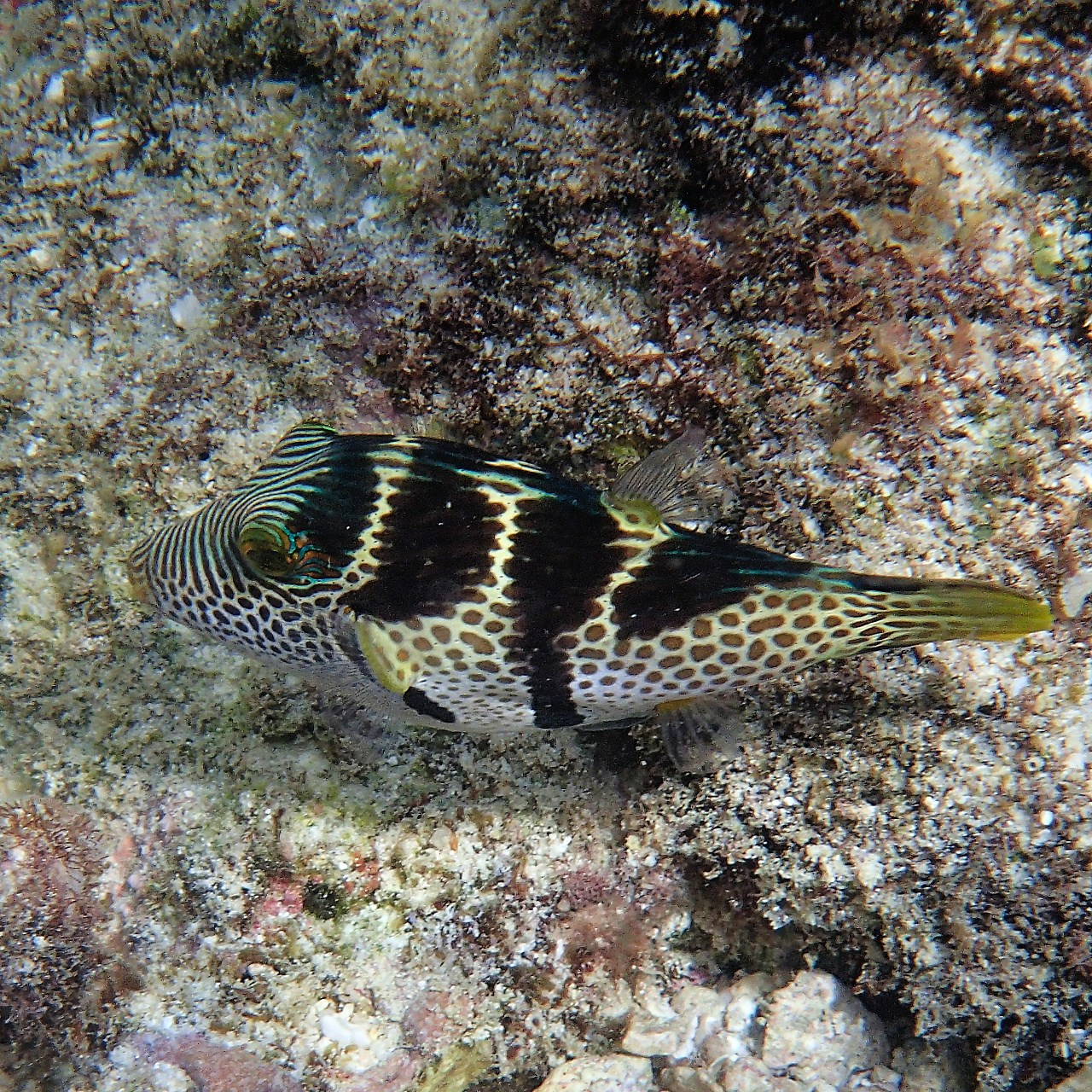 Мне посмотреть. Рыбов показываю