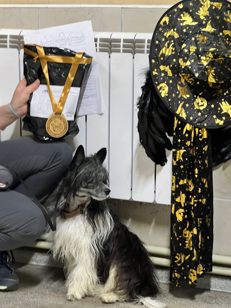 Рейко сынок Честера. Питомник китайских хохлатых собак Poale Ell: купить щенка в питомнике