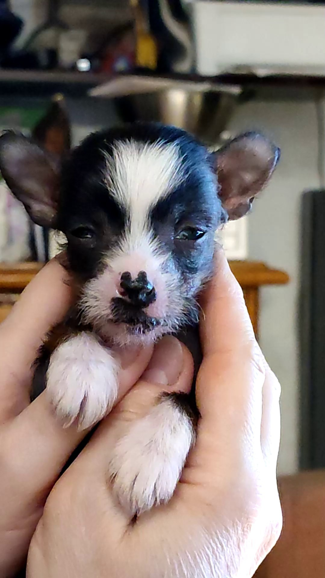 2 года помету V!. Питомник китайских хохлатых собак Poale Ell: купить щенка в питомнике