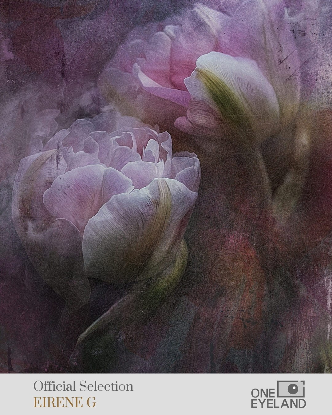 ONEEYELAND GALLERY. Eirene G |  Photoartist | Flowers from my garden