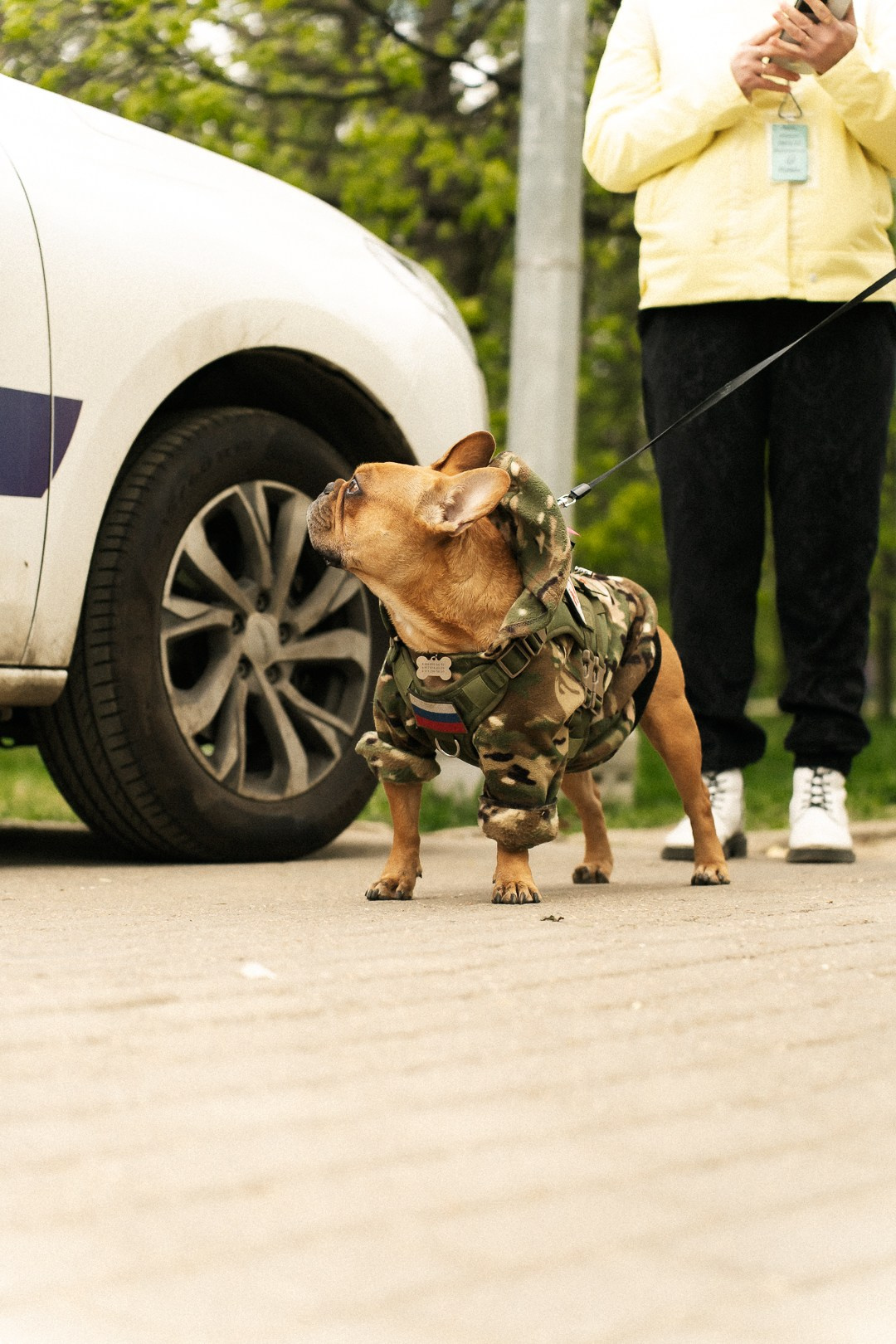 Парад Бульдогов. Axenov_eugene