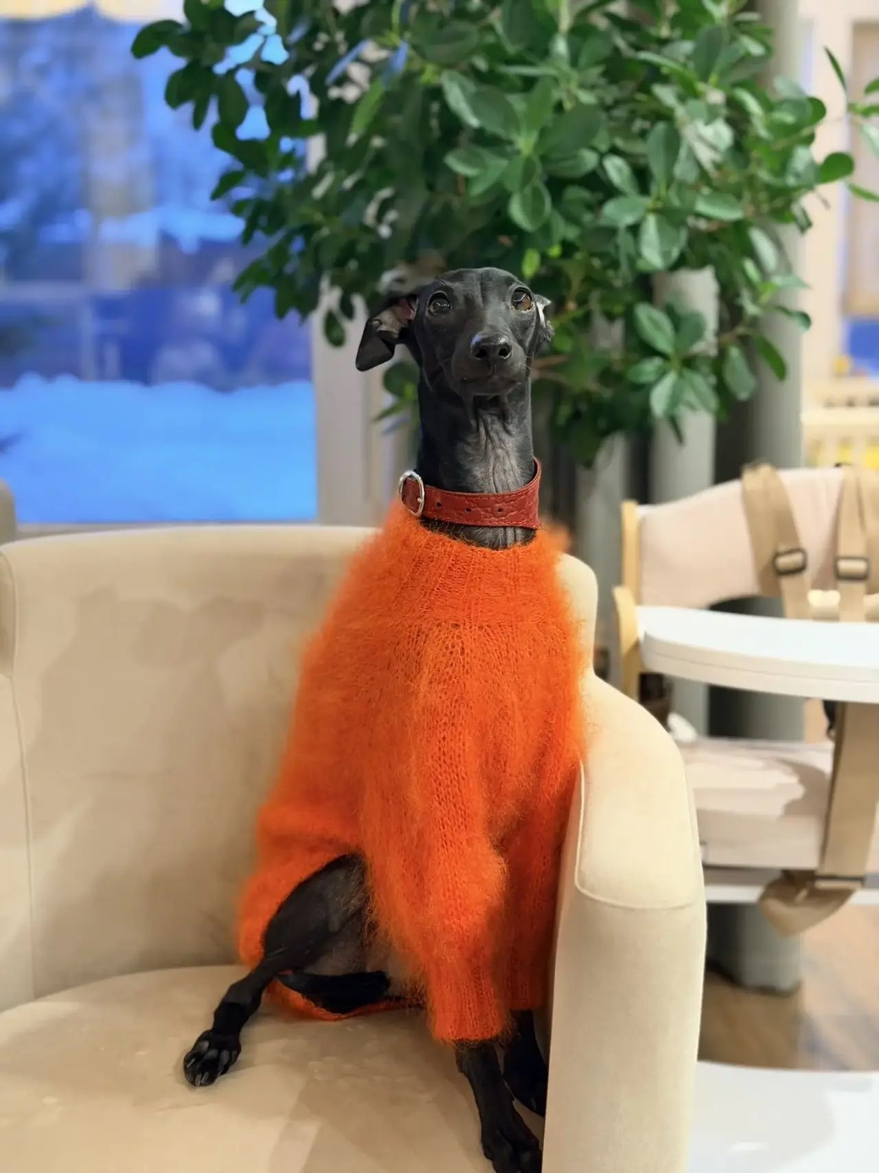 Одежда. Профессиональный питомник левреток РКФ/FCI ASTI SAPPHIRE 💎 Сочи|Санкт-Петербург