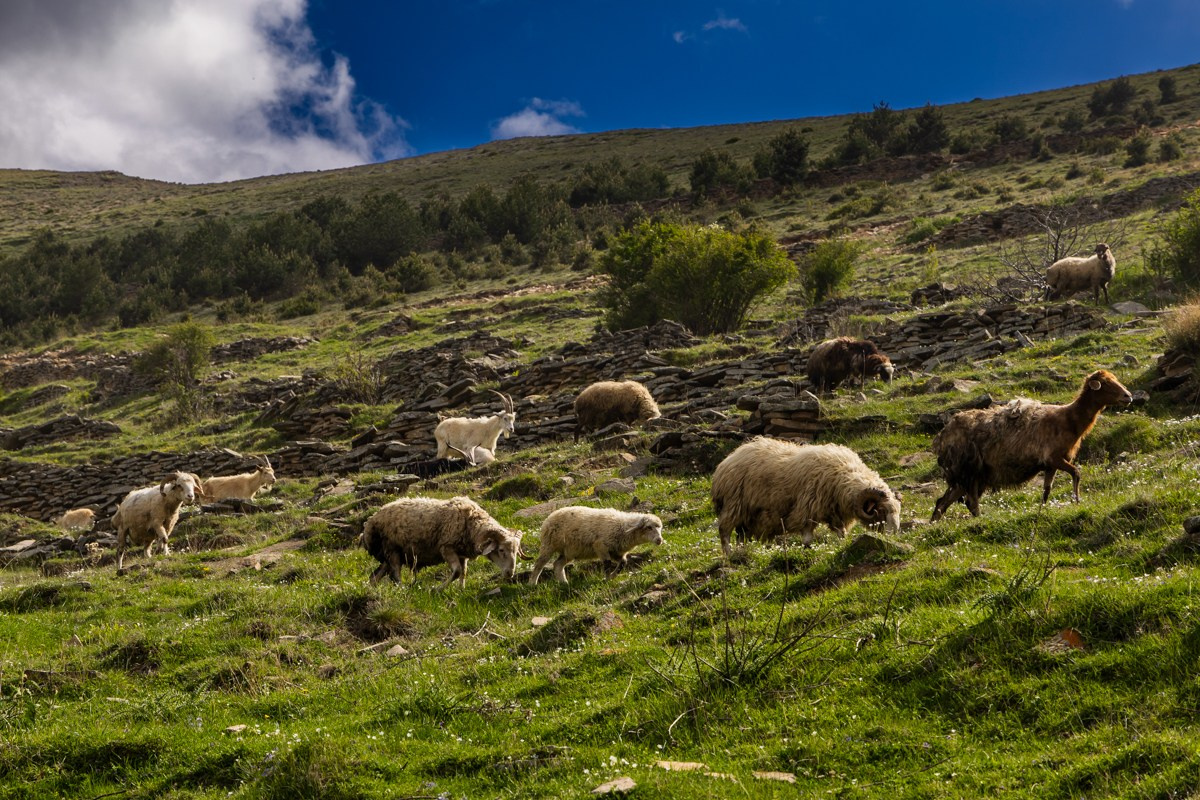 Животные. Photomantis