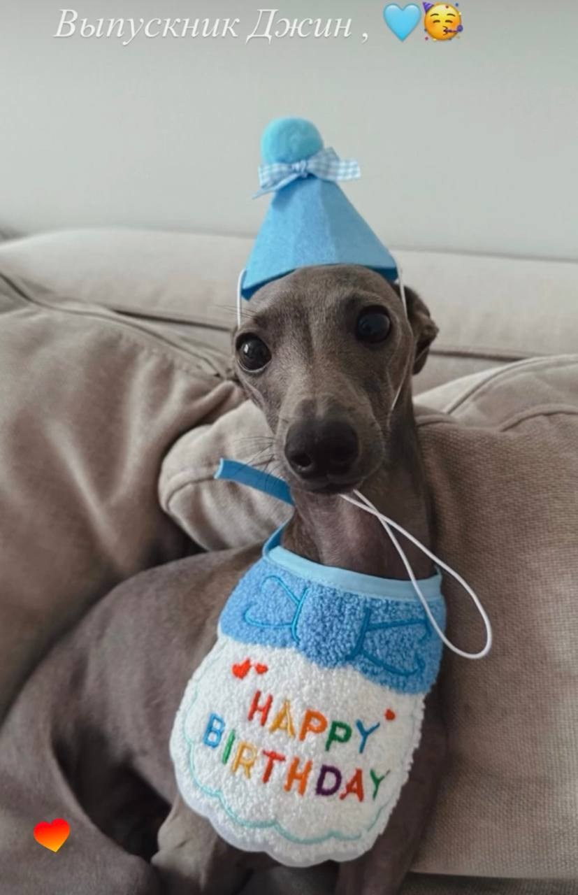 Как наши левретки празднуют дни Рождения. Professional Italian Greyhound Kennel RKF/FCI ASTI SAPPHIRE 💎 Sochi|St. Petersburg