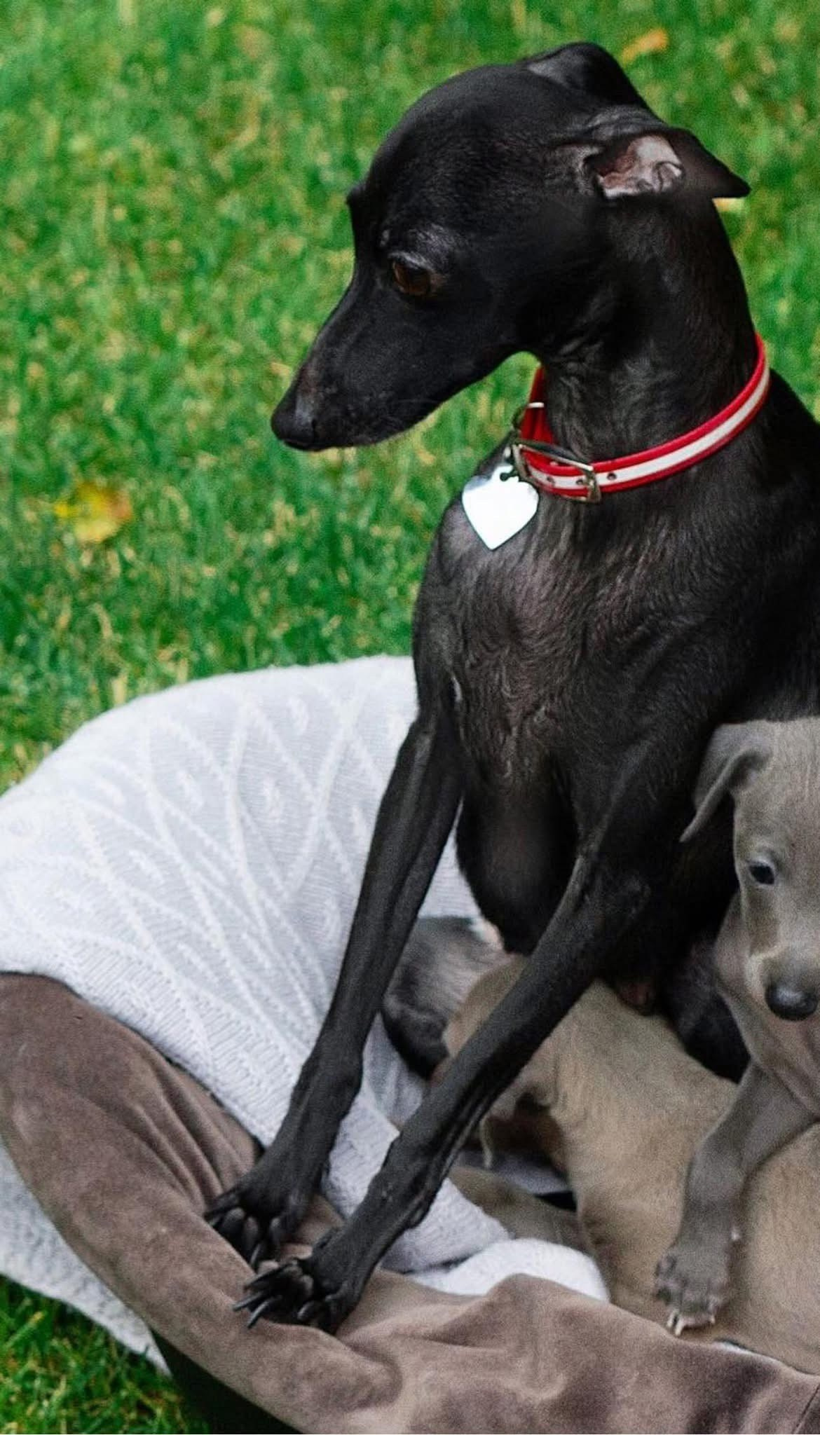 Asti Sapphire Olympia. Профессиональный питомник левреток РКФ/FCI ASTI SAPPHIRE 💎 Сочи|Санкт-Петербург