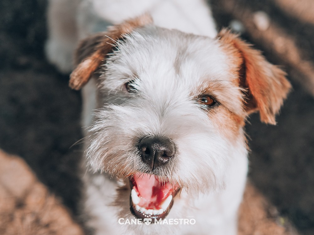 Жесткошерстная. Бело-рыжая Джек рассел терьер. КАНЕ МАЭСТРО СЕРЕБРО. КАНЕ МАЭСТРО — питомник Джек рассел терьеров