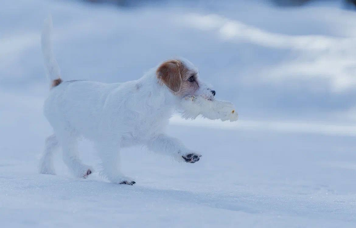 Сука 5. Lovely-Orange питомник джек рассел терьеров