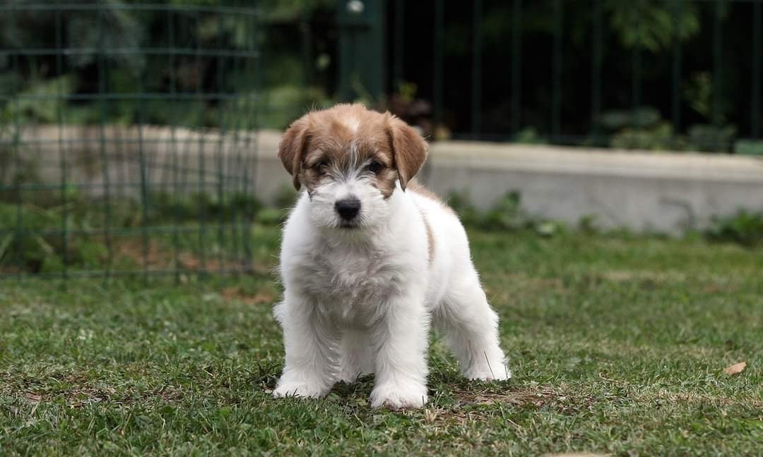 Lovely -Orange Team Spirit. Lovely-Orange питомник джек рассел терьеров