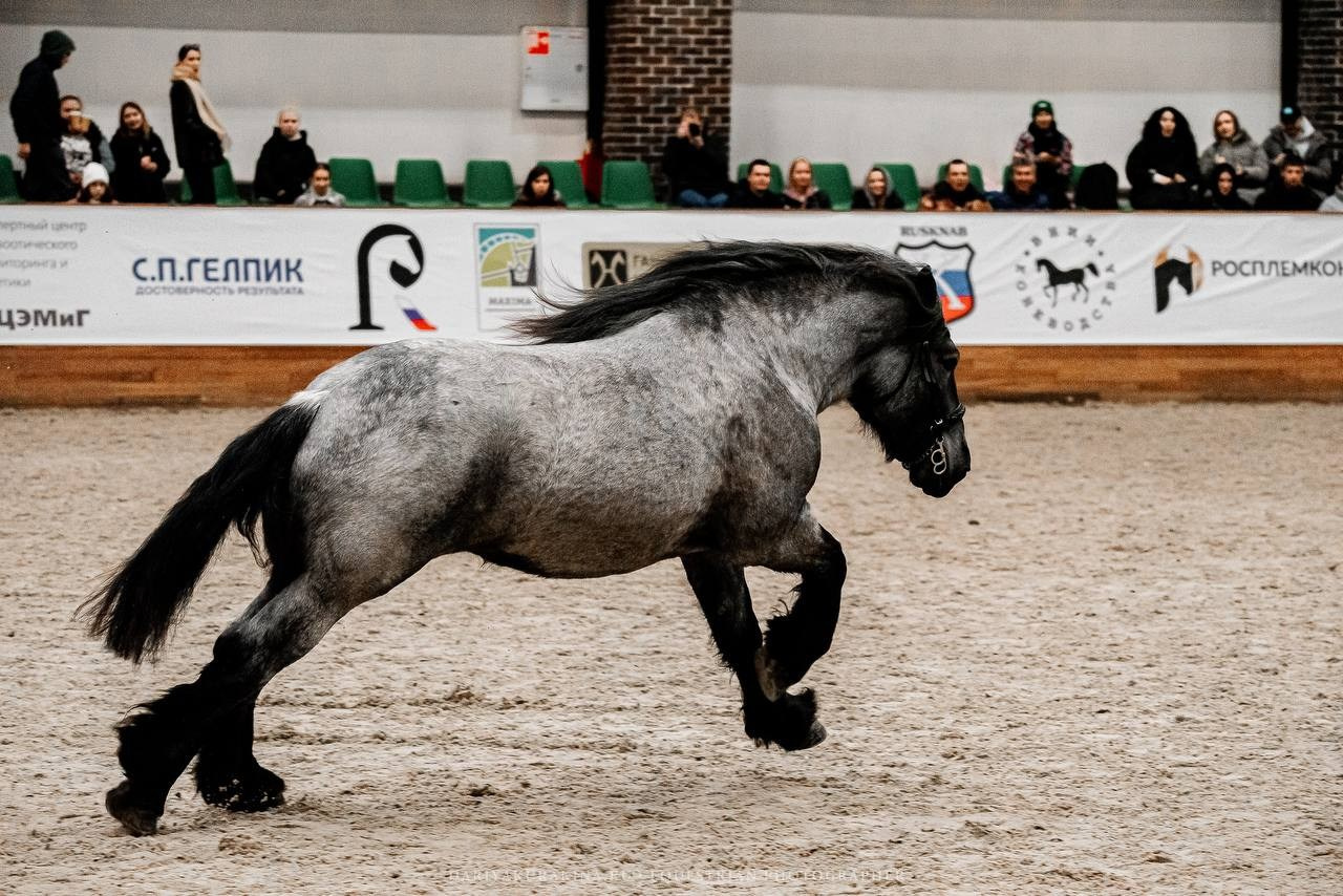 КОННАЯ РОССИЯ 2024. Конный фотограф Куракина Дарья • Фотосессии с лошадьми