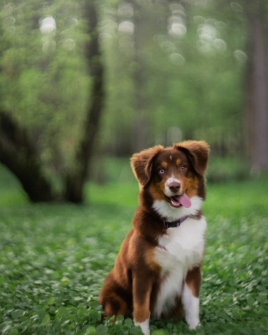 Мария и Брасс. Фотограф анималист в Москве и Санкт-Петербурге Свиридова Анна