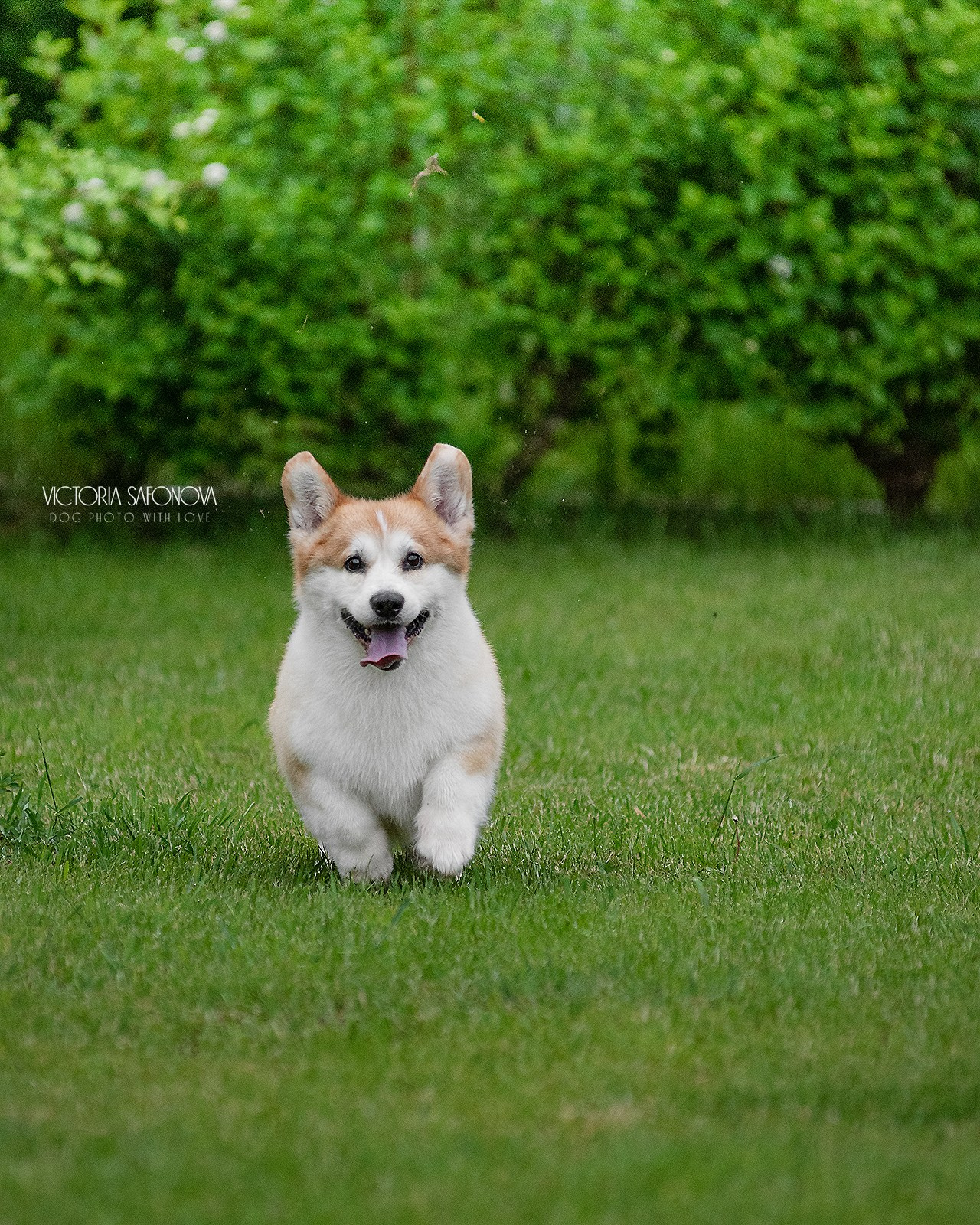 Локи 08.06.2023. Фотограф анималист Благовещенск. Сафонова Виктория
