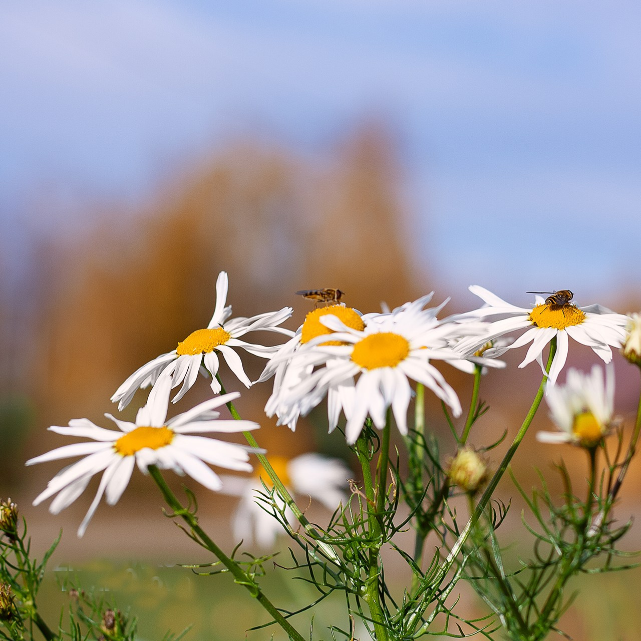 Травы. Природа севера