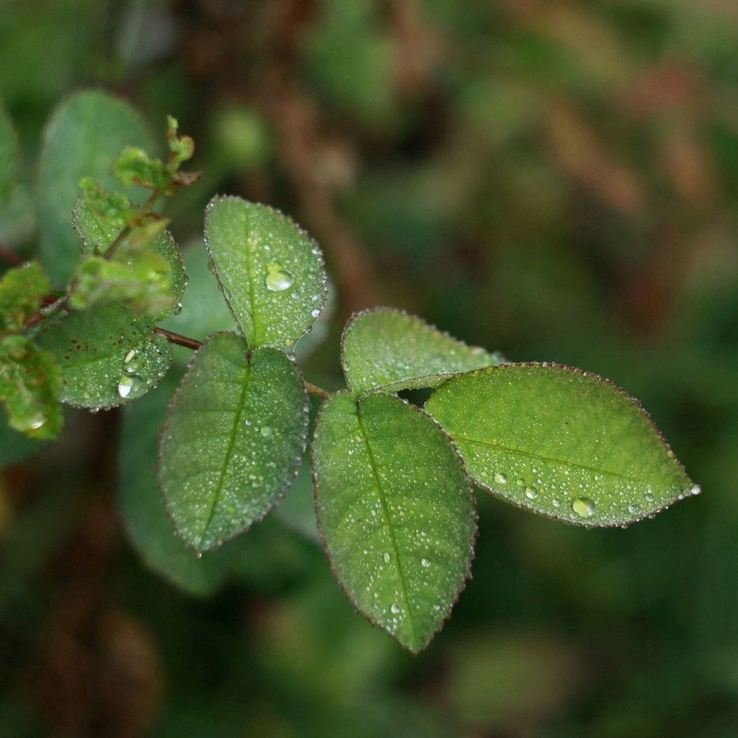 Кустарники. Природа севера