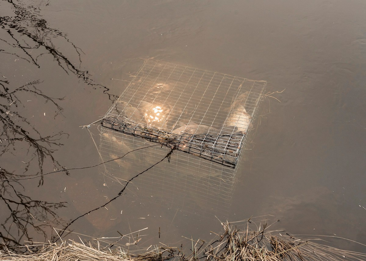 Атлас первого снега серия фотографий. Елена Аносова — художница и исследовательница, куратор и лектор