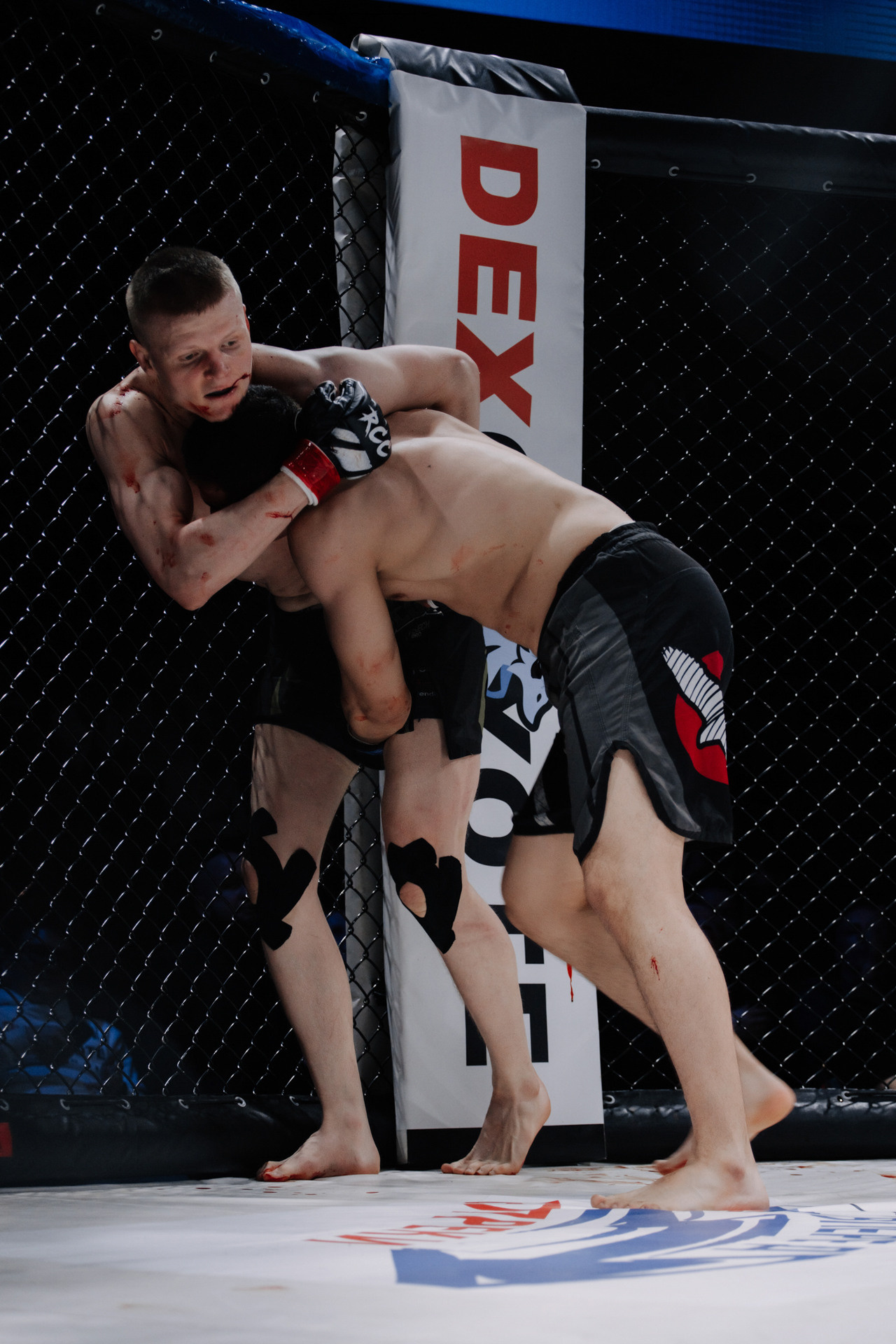 KINGDOM PROFESSIONAL FIGHT 5. Photographer — ERASTOV
