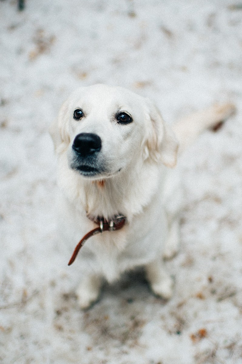 ШАНТИ и СЕМЬЯ. Свадебный и семейный фотограф РИТА БОЧКАРЁВА