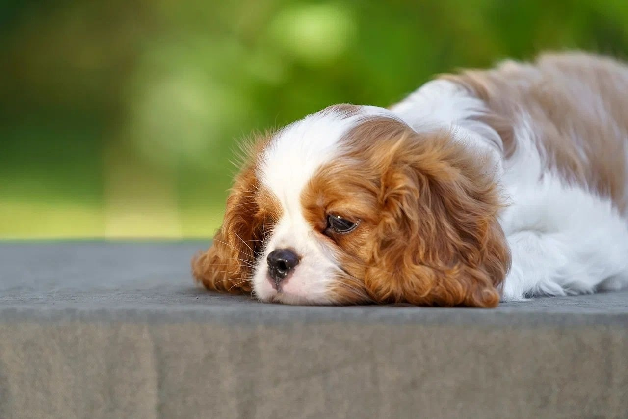 Кобели. Питомник кавалер кинг чарльз спаниелей